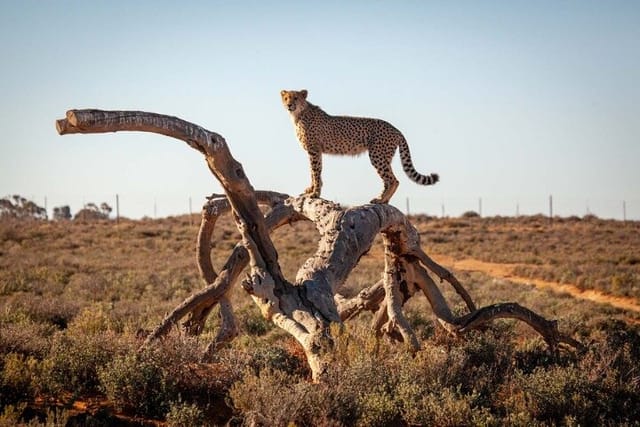 Leopard in Inverdorn Game Reserve